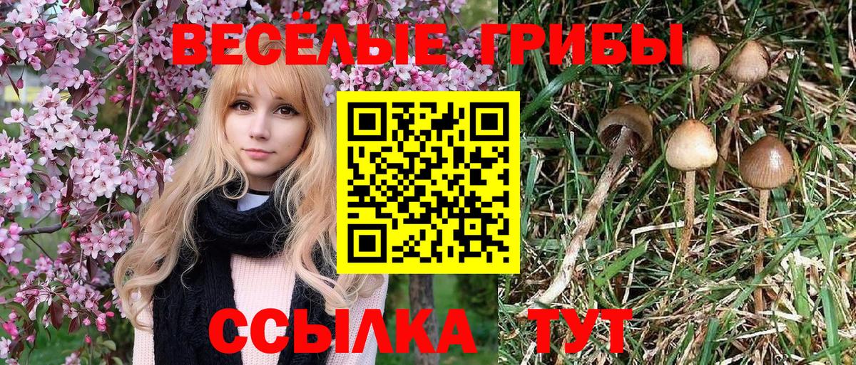 Галлюциногенные грибы Psilocybine cubensis Ирбит
